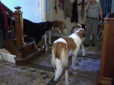 Der Berner Sennenhund Camillo stellte sich auf die Treppe um auch so groß wie ein Bernhardiner zu sein.