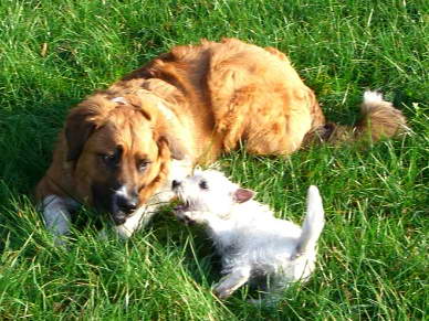 Ylvi und West Highland Terrier Pinky