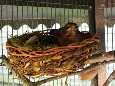 Nach dem Fressen kletterte sie in ihr Nest und relaxte.